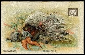 11 Porcupine